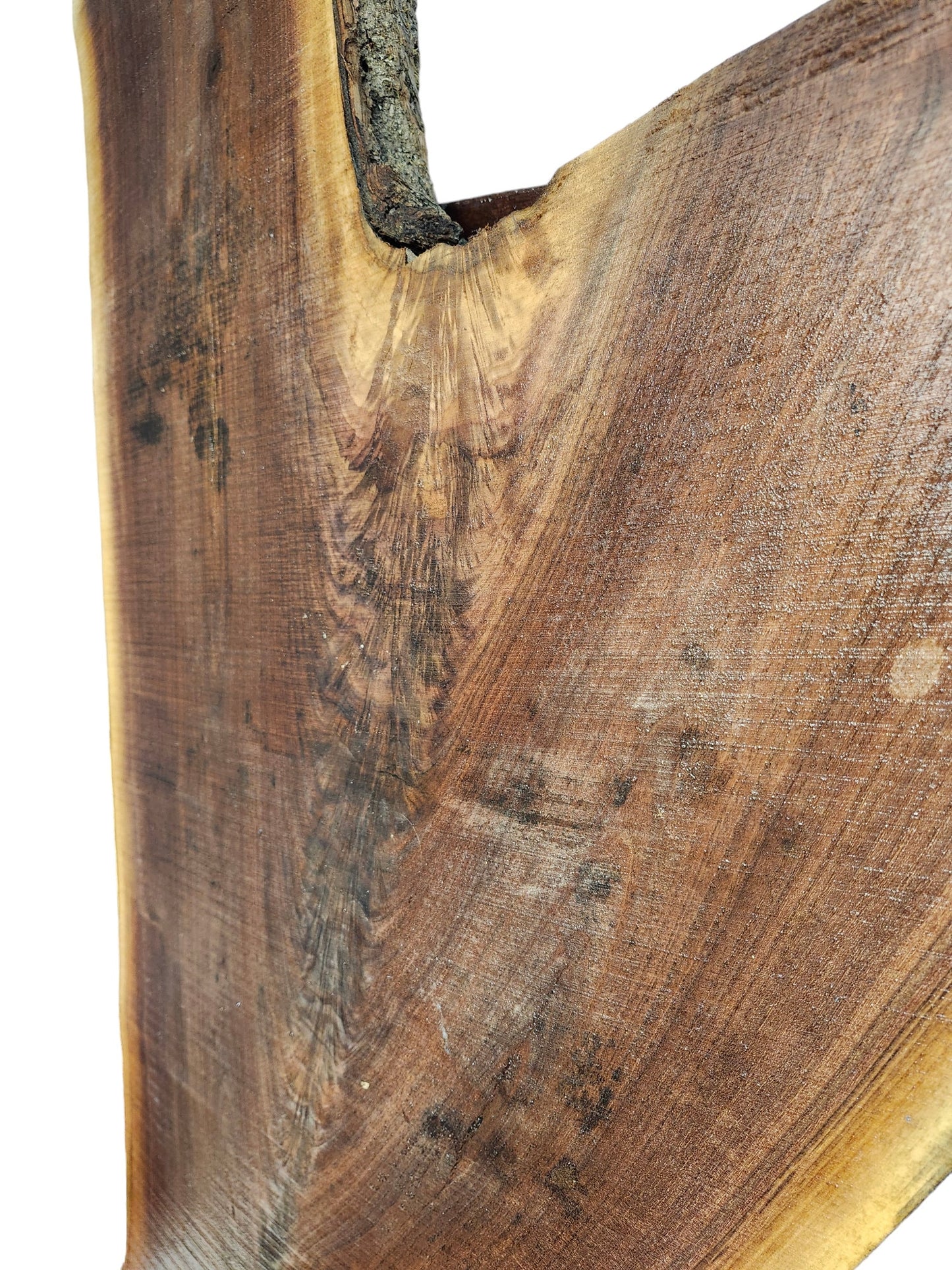 Black Walnut Crotch Figure Live Edge Slab **FREE SHIPPING** Perfect for coffee table!