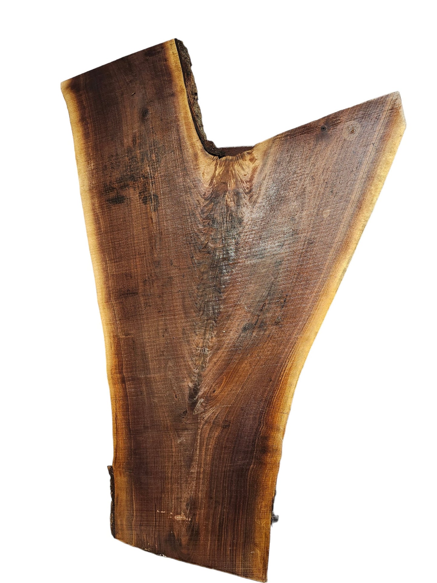 Black Walnut Crotch Figure Live Edge Slab **FREE SHIPPING** Perfect for coffee table!