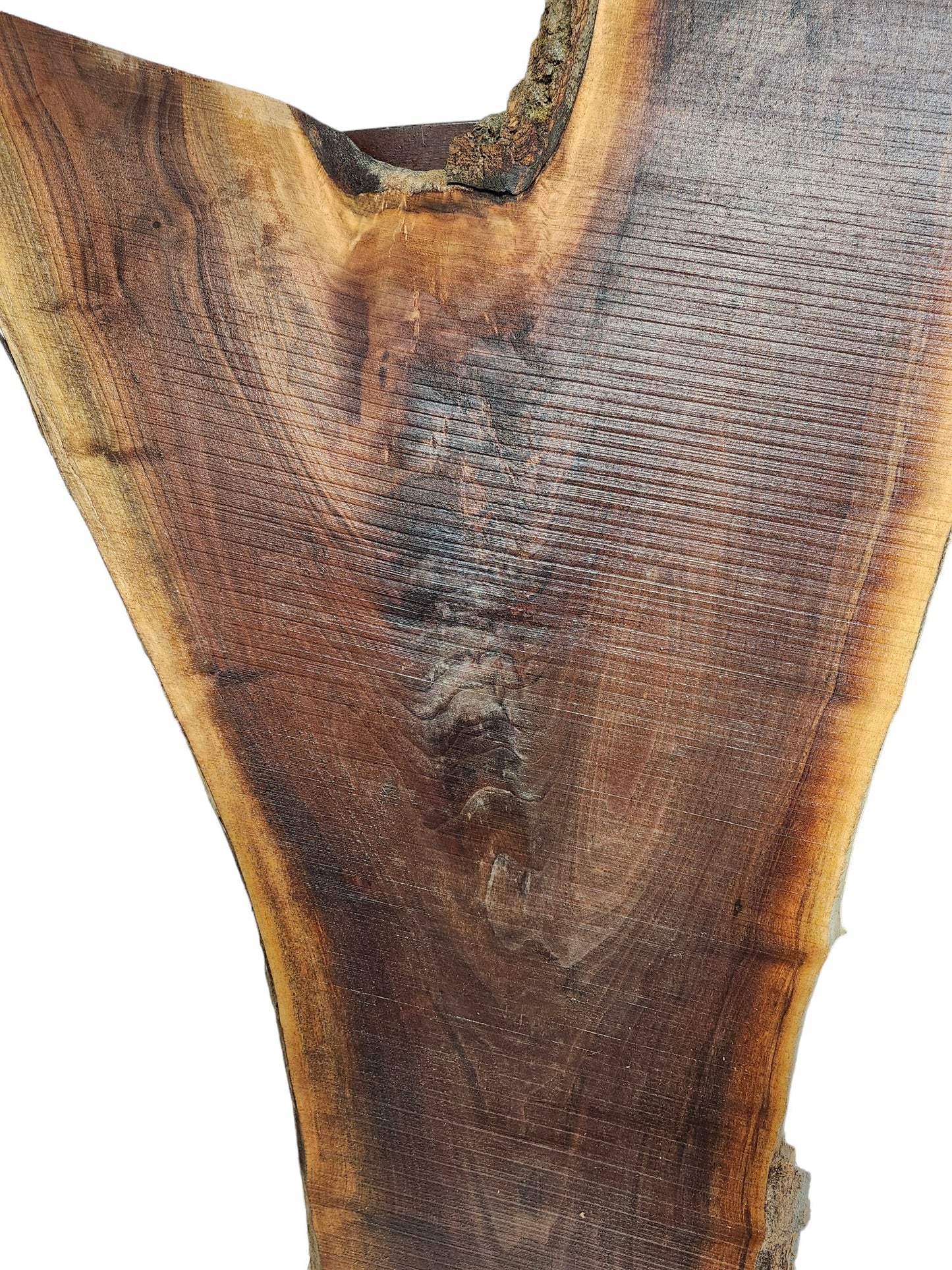 Black Walnut Crotch Figure Live Edge Slab **FREE SHIPPING** Perfect for coffee table!