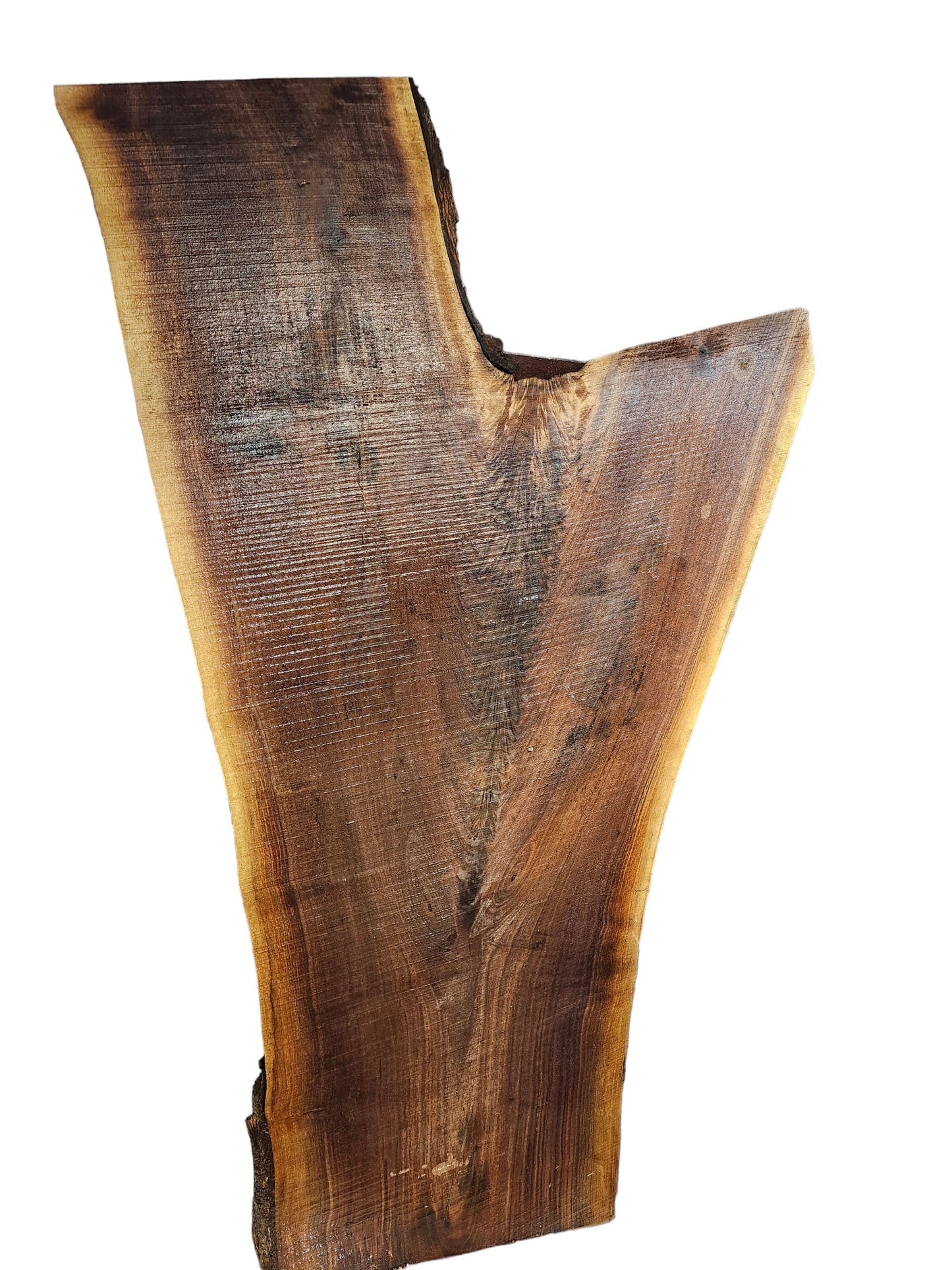 Black Walnut Crotch Figure Live Edge Slab **FREE SHIPPING** Perfect for coffee table!