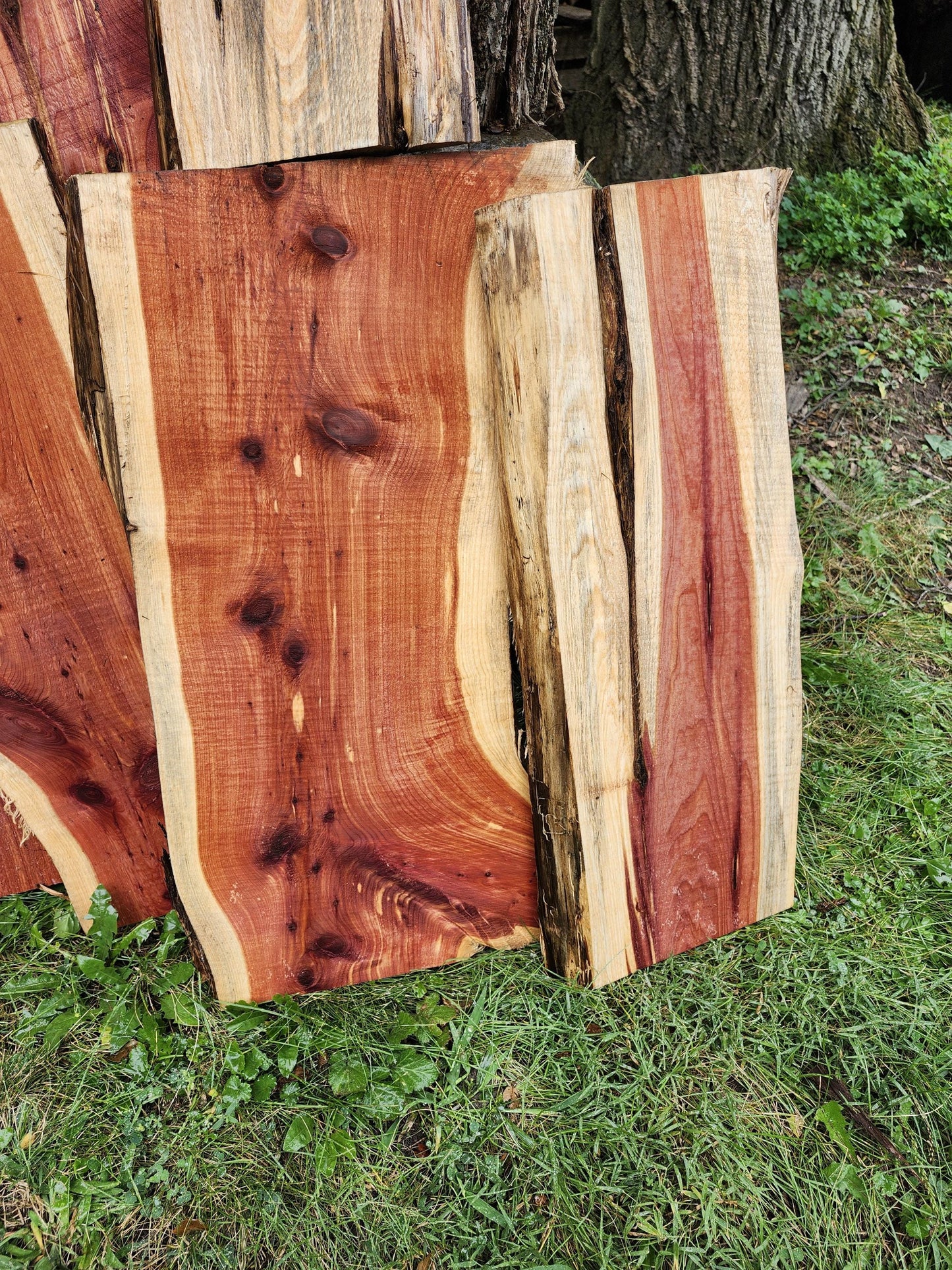 2ft Aromatic Eastern Red Cedar Live Edge Slabs - For DIY woodworking signs, trays, shelves, lasers, cnc&#39;s, and much more!