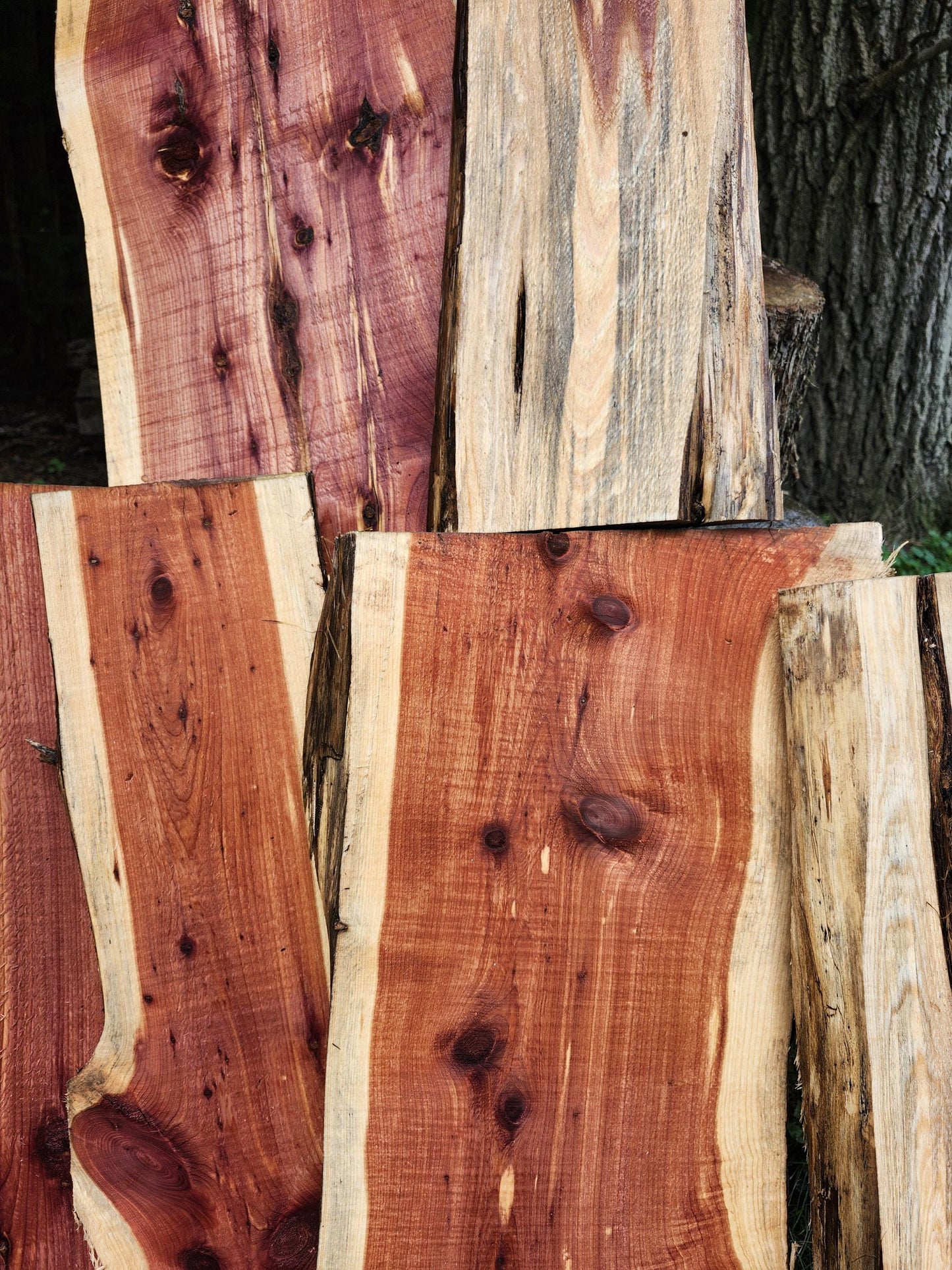 2ft Aromatic Eastern Red Cedar Live Edge Slabs - For DIY woodworking signs, trays, shelves, lasers, cnc&#39;s, and much more!