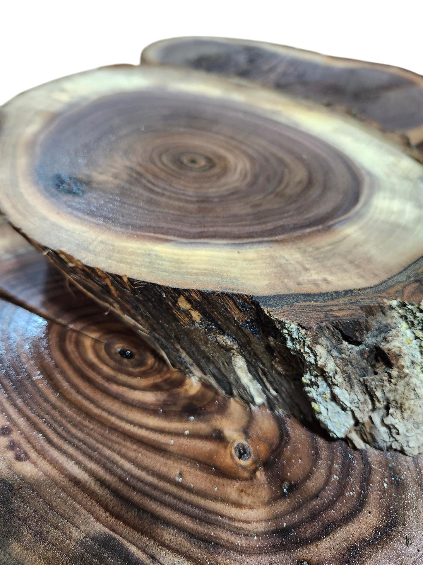 Black Walnut Live Edge Cookie and Oval Slabs- kiln dried - surfaced or rough sawn