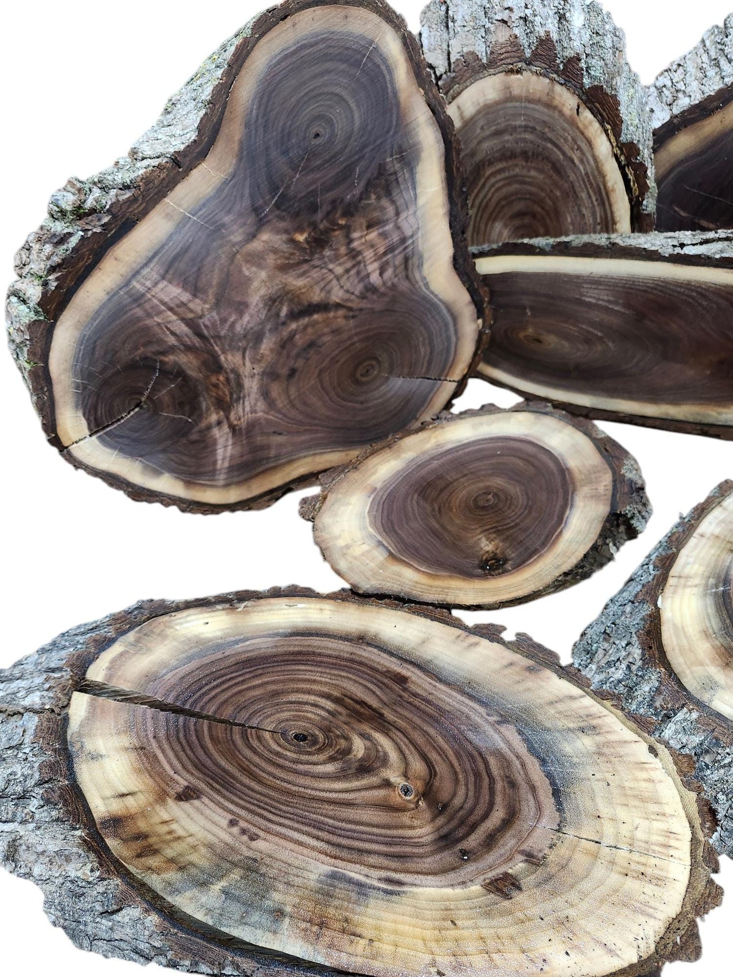 Black Walnut Live Edge Cookie and Oval Slabs- kiln dried - surfaced or rough sawn