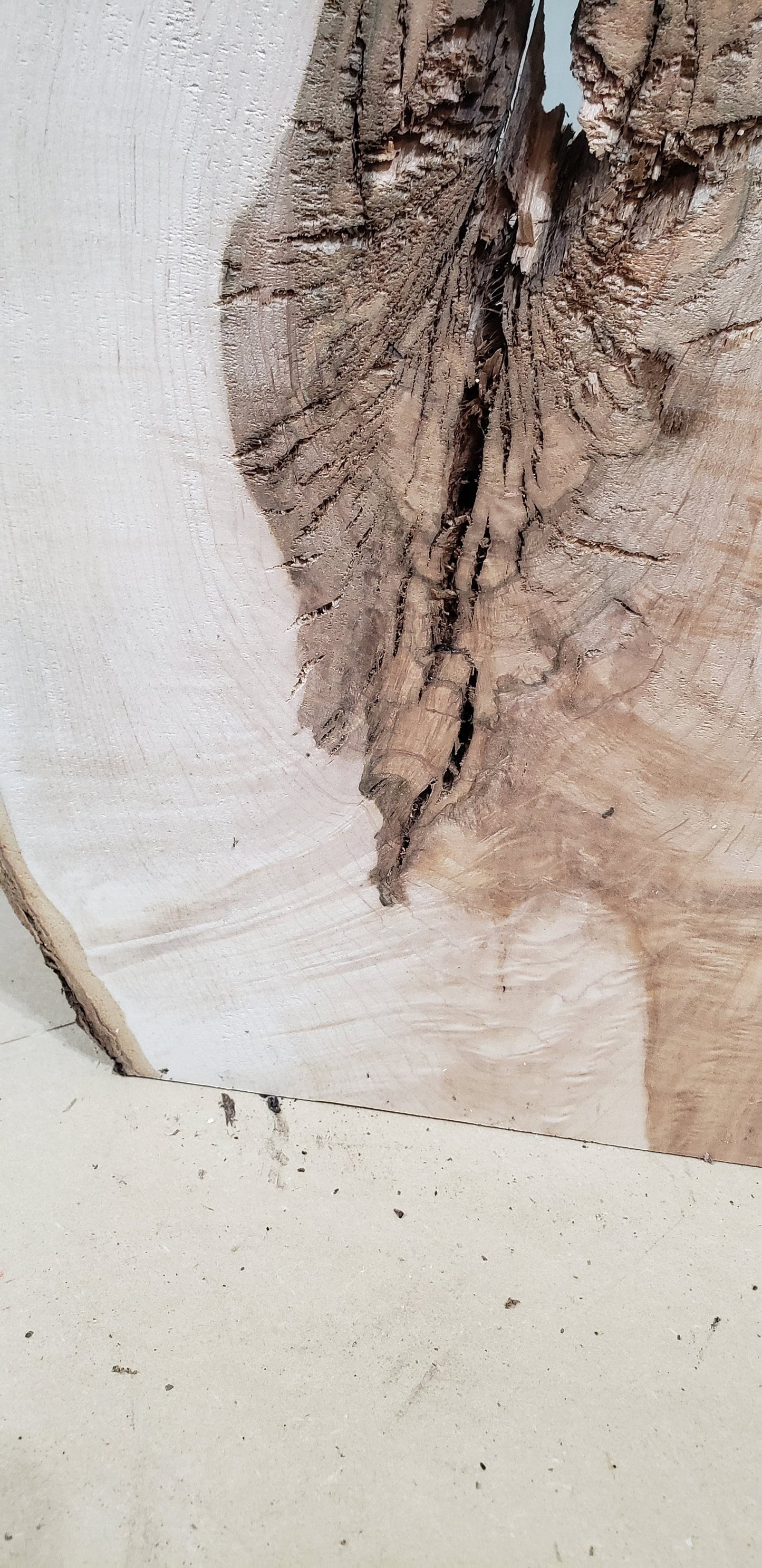 Pre Surfaced Maple Live Edge Slab (#MS1)