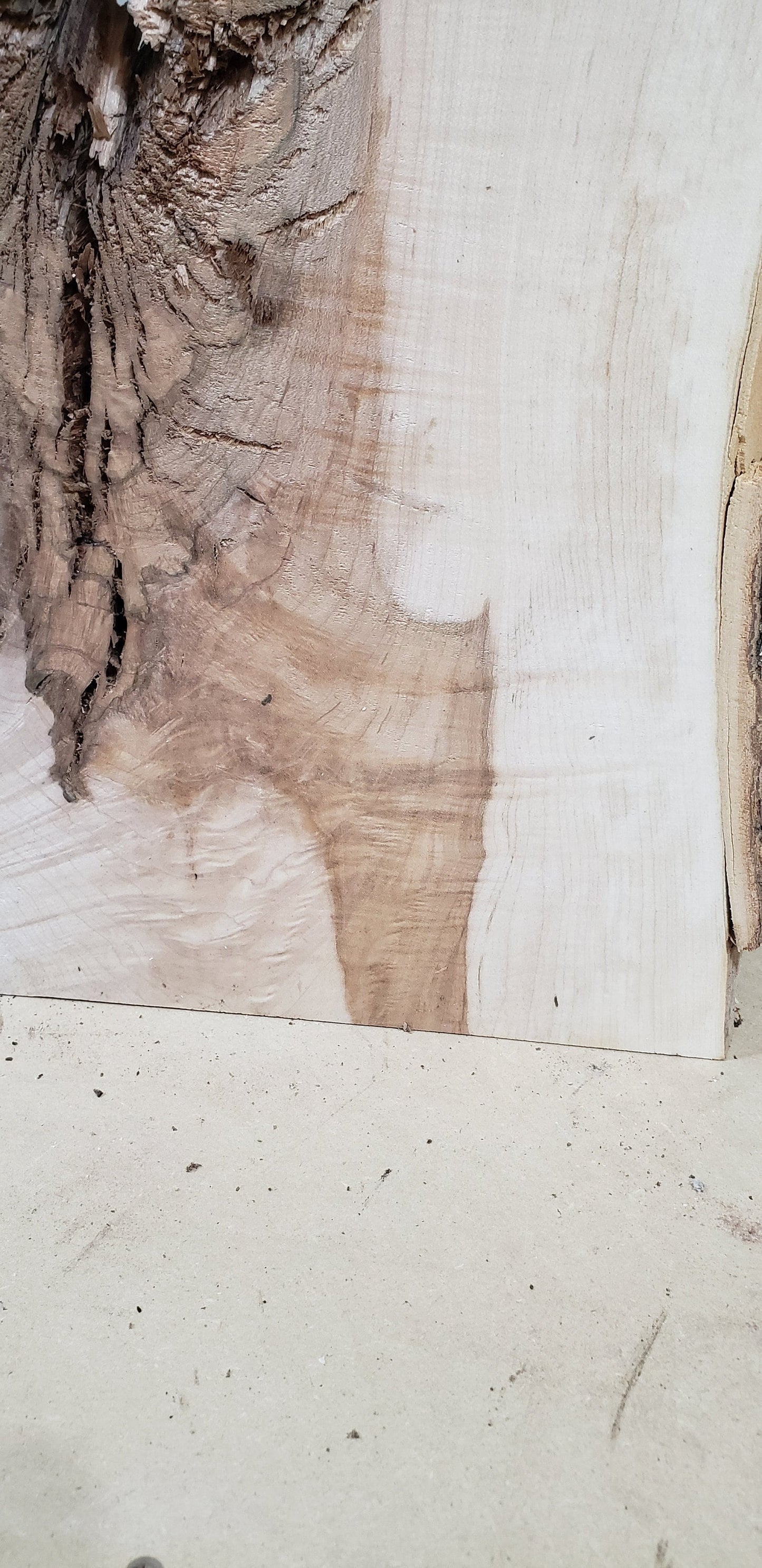 Pre Surfaced Maple Live Edge Slab (#MS1)